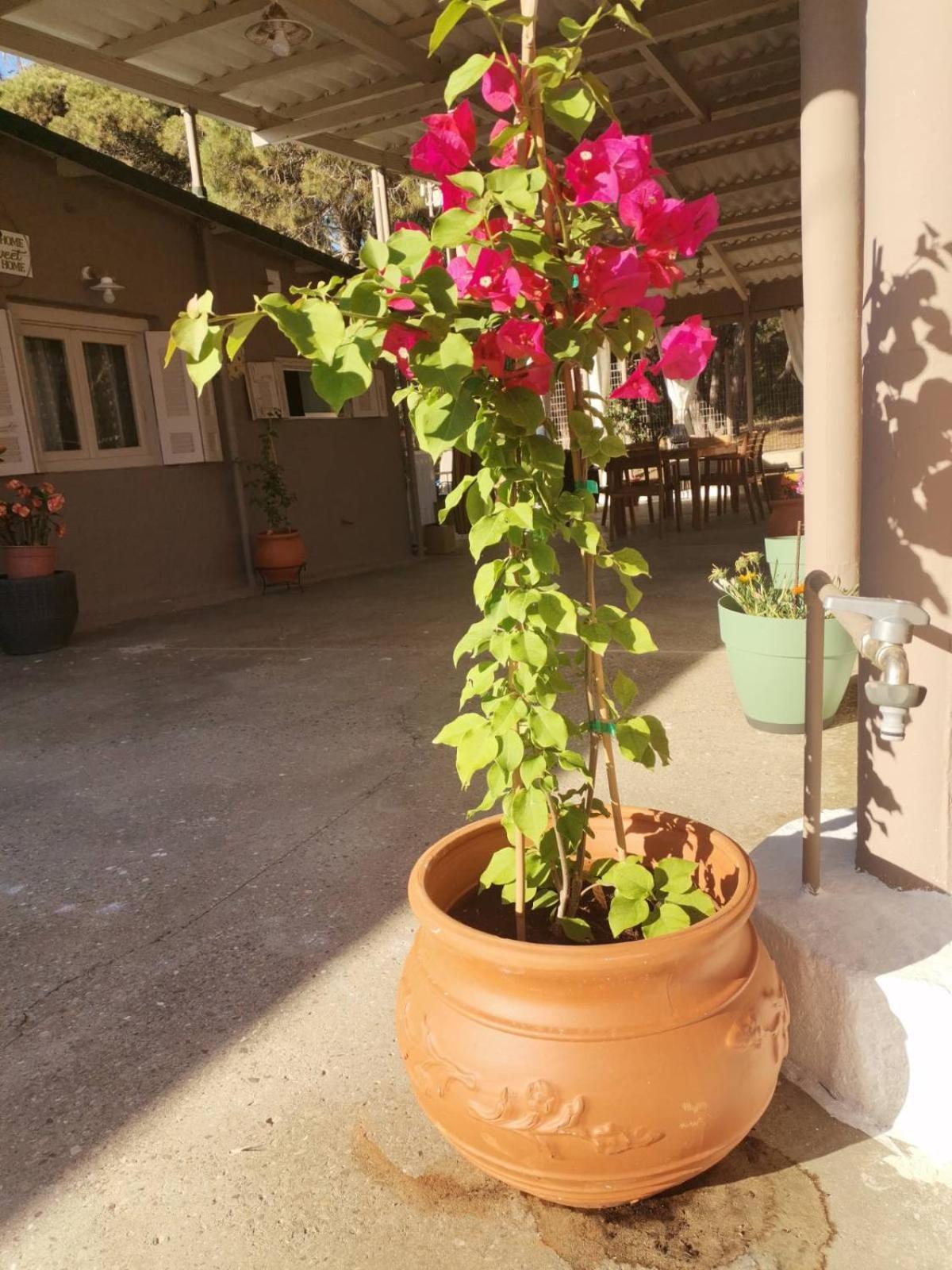 Katarrakhion Serenity House Spiatza מראה חיצוני תמונה